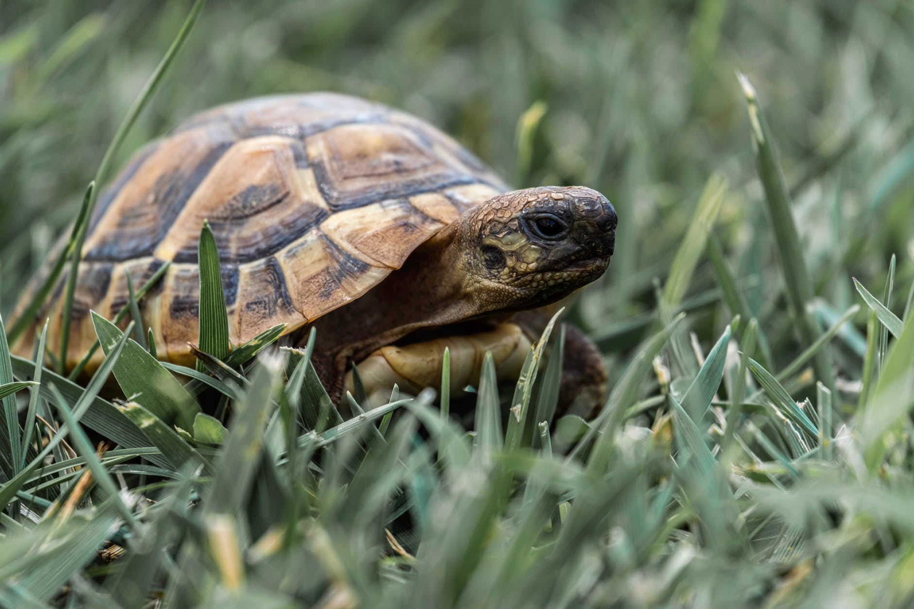 brown and black turtle on green grass